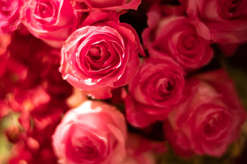 Closeup Blooming Pink roses, beautiful Pink rose with bokeh background.Roses 's symbol of love.