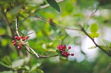 red berries on a branch