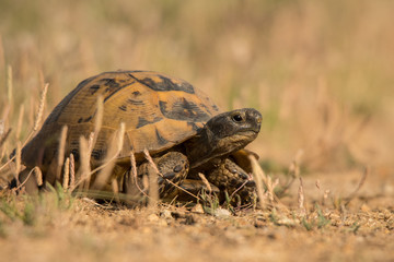 Common Tortoise (Testudo graeca)