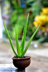  Aloe vera flower