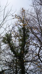 tree and sky,tree, forest, sky, nature, trees, green, branch, blue, spring, landscape, winter, snow, leaf, pine, wood, foliage, season, summer, autumn, branches