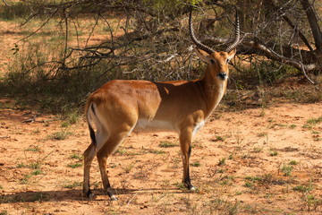 Common Redbuck in Bwabwata National Park in Namibia in Africa