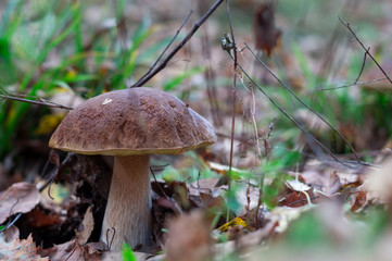 mushroom in the forest