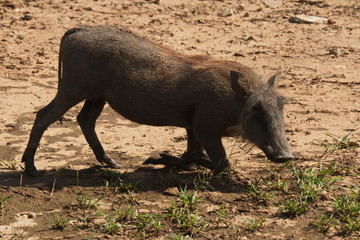 Warthog in Bwabwata National Park in Namibia in Africa
