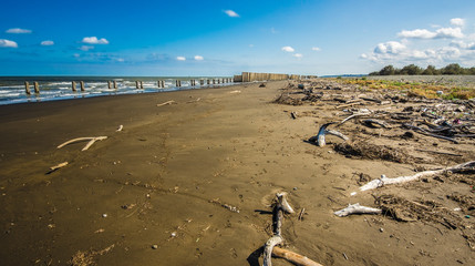A close up view of plants on a beach, Caspian sea under blue sky in early September, snag on on the beach