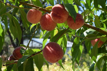 peaches in the Belarusian garden