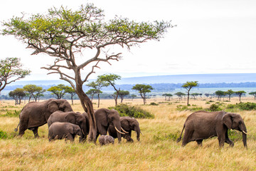 Elephant herd walking on the plains of the Masai Mara National Park in Kenya - obrazy, fototapety, plakaty