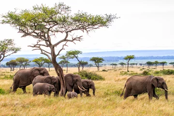 Foto op Aluminium Elephant herd walking on the plains of the Masai Mara National Park in Kenya © henk bogaard