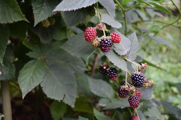 wild blackberry