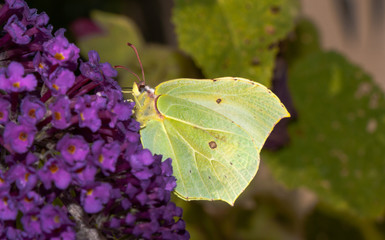 Zitronenfalter weiblich