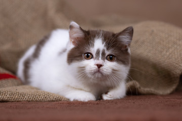 Britisch Kurzhaar Katze - Kitten in chocolate white - bildschön 