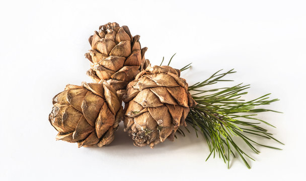 Cones Pinus sibirica or Siberian pine cones on light background