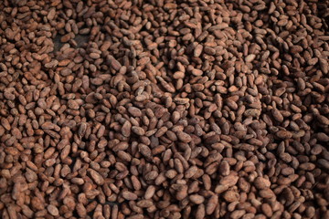 Cacao en Nicaragua