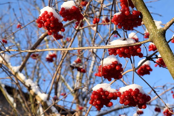 red viburnum under a snow cap