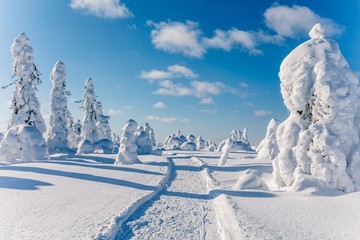 Beautiful snowy winter landscape. Snow covered fir trees on the background.  Finland, Lapland