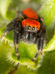 Closeup of a beautiful bright red Cardinal Jumping Spider on a Sunflower leaf