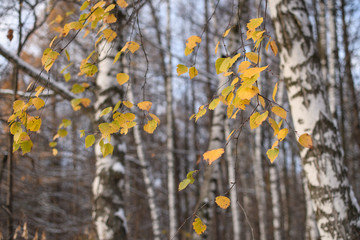 Golden yellow birch tree leaves in autumn