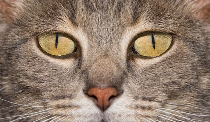 Close-up image of a blue tabby cat's eyes, with an intense stare at the viewer
