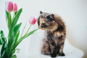 cat with a flower  in front of a white background
