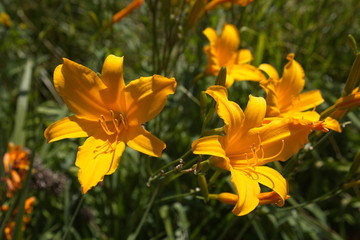Taglilie