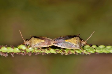 Two Rice Stink bugs mating on a grass stalk. These are very common in the warmer months and are quite active at night. Farmers consider them pests as they eat sorghum, rice and wheat crops.