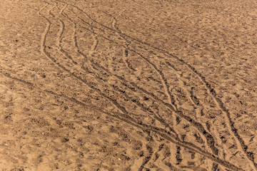 Wheel tracks on sandy beach