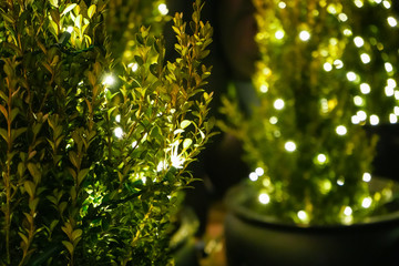 Christmas lights on green potted plants, outdoors at night