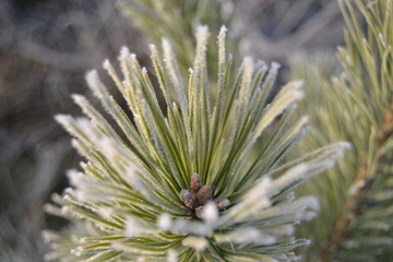 Fototapeta premium pine in hoarfrost