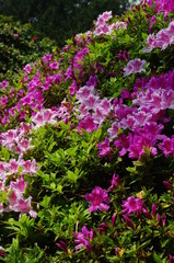 Azaleas, Gardens of the Villa Carlotta, Lake Como (Lago di Como), Italy