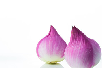Beautiful pink Lotus flower on white background