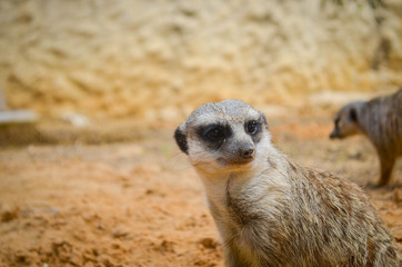 Fototapeta premium Suricata in the zoo