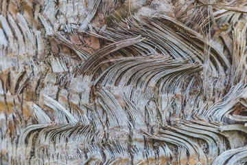 Surface of old trunk palm tree. Texture Background.