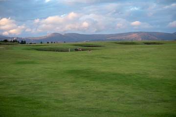landscape with green field and blue sky