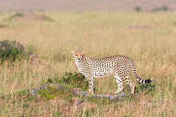 Watchful Cheetah in the African savanna