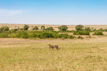 Naklejka na ściany i meble Cheetah walking at a beautiful savannah landscape