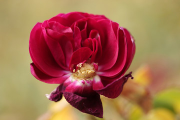Fototapeta na wymiar Red rose close up shot 