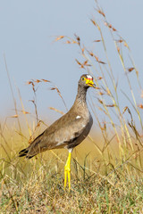 Wattled lapwing standing in the grass and looking