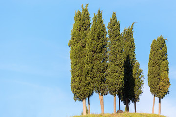 Grove of cypress trees on a hill