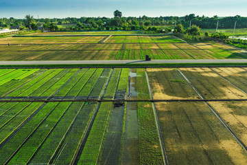 Beautiful view of rice seedlings in the field in Suphanburi Thai