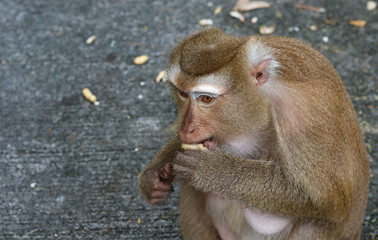 The monkey is eating something.