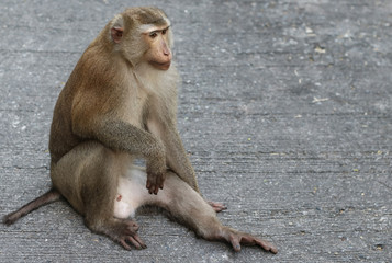 The monkeys are looking at something.