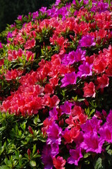 Mixed Azaleas, Gardens of the Villa Carlotta, Lake Como (Lago di Como), Italy