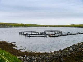 shetland landscape with aquaculture fish farming cages in sea