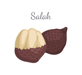 Salak Salacca Palm Tree Exotic Juicy Fruit Vector