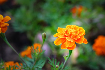 Orange flowers