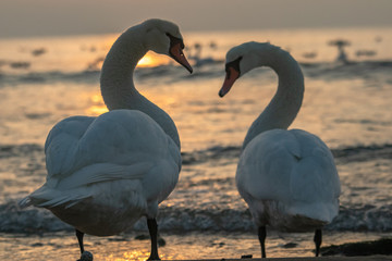swans in love on the sea