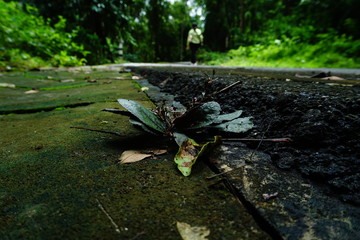 autumn leaves in the forest