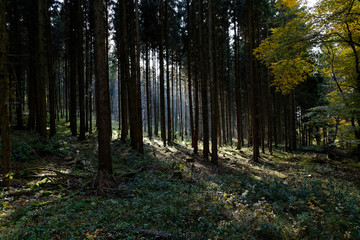 Eifelwald