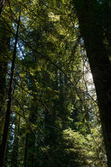 Fototapeta premium The sun passing between the branches of the trees in the Avenue of the Giants, California, USA.