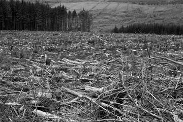 cutted trees in a woods